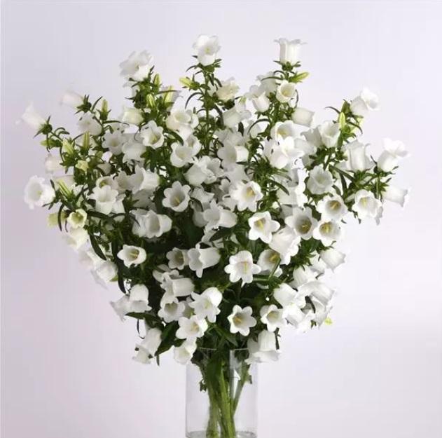 campanula_campana_white.jpg